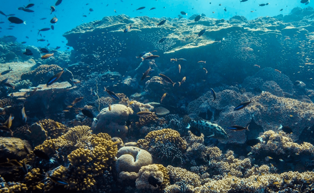 Screen Shot 2024-07-10 at 10.50.48 AM Life Below Water