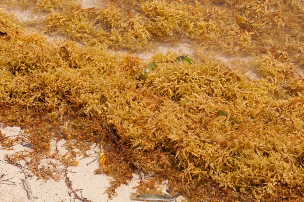 Seaweed sargassum seaweed