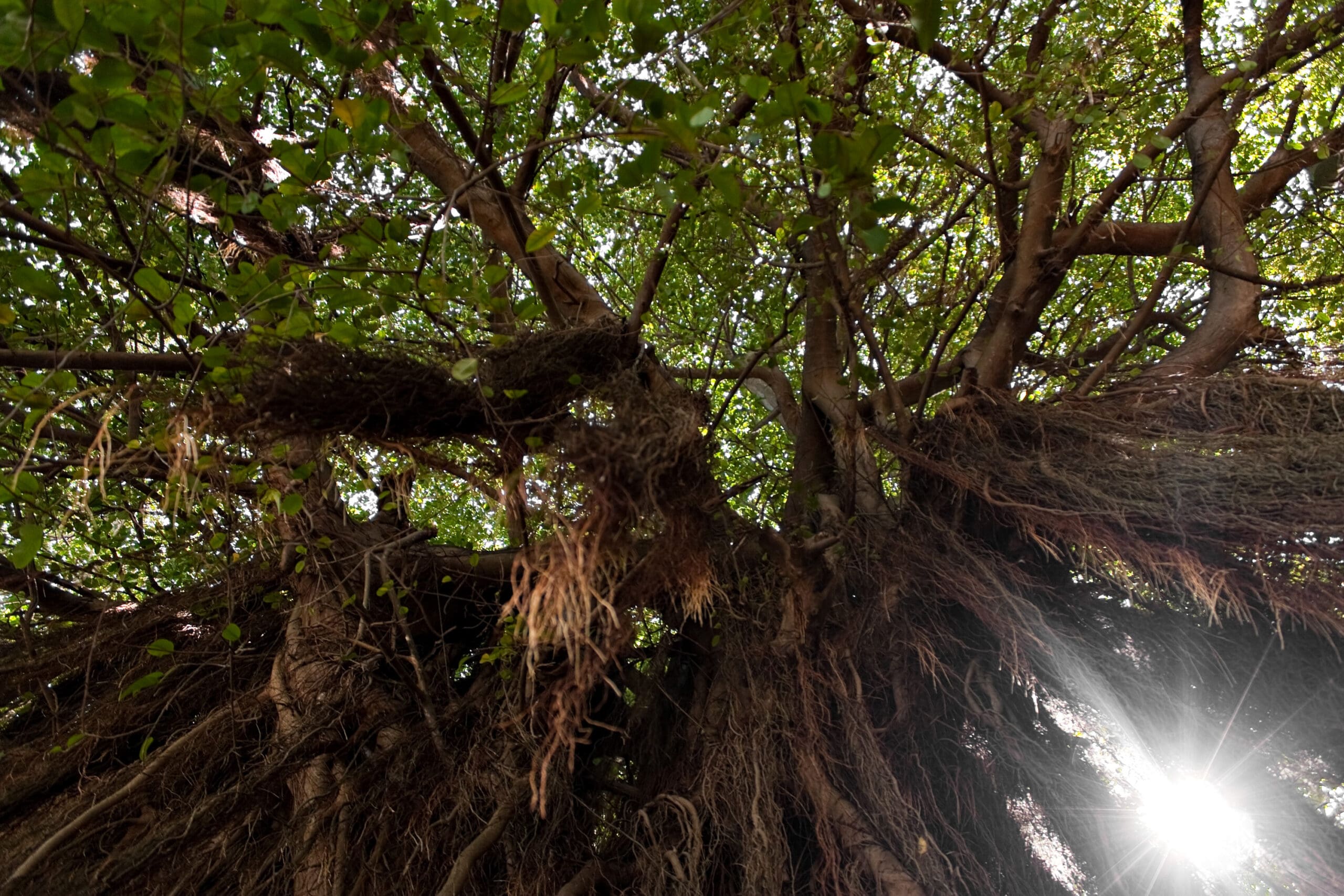 mangrove forest mangrove