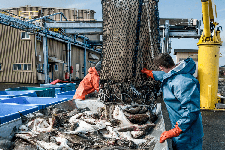 Halibut-processing-plant-Alaska