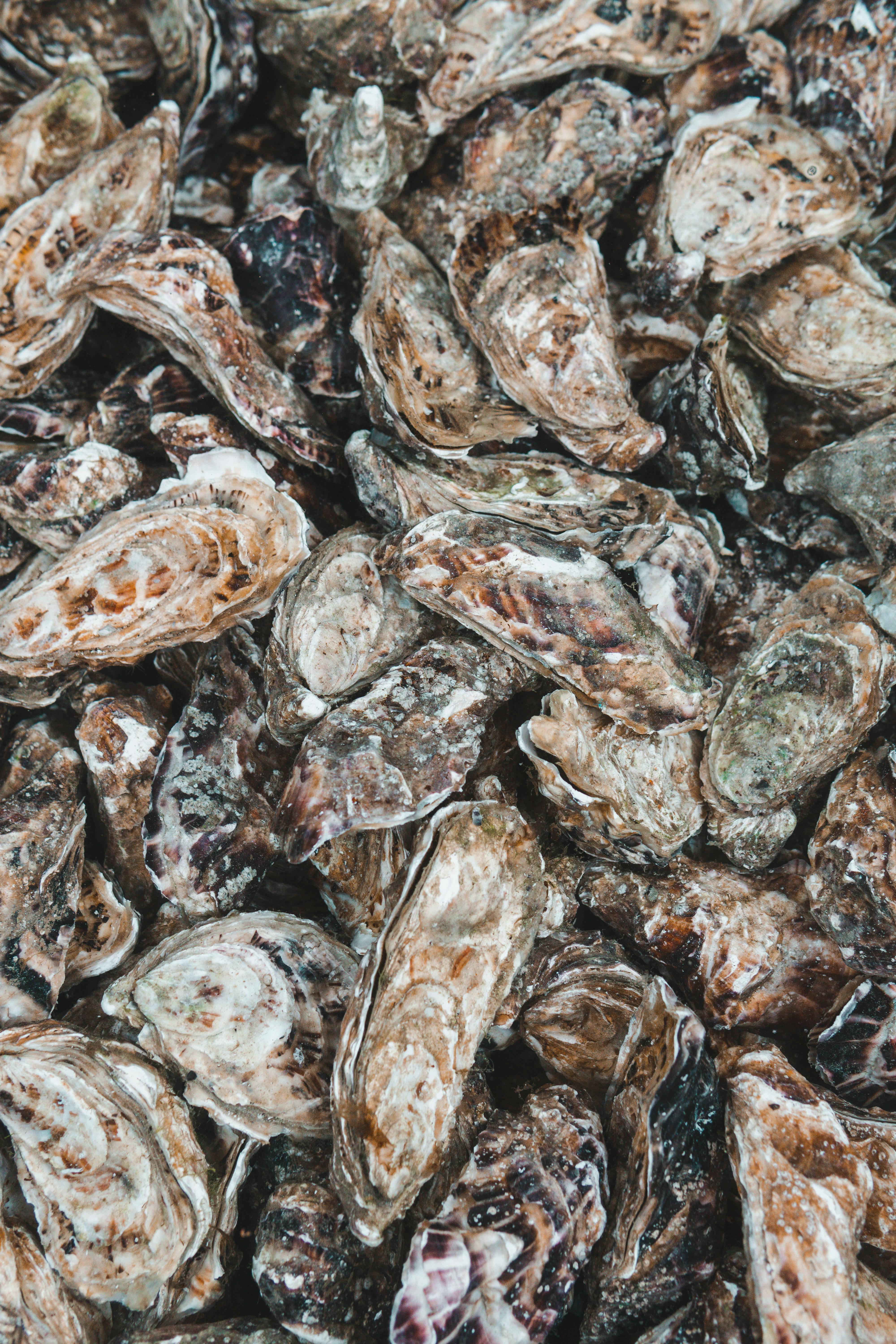 pexels-renaat-peeters-248507463-12974408 image of a bunch of oysters