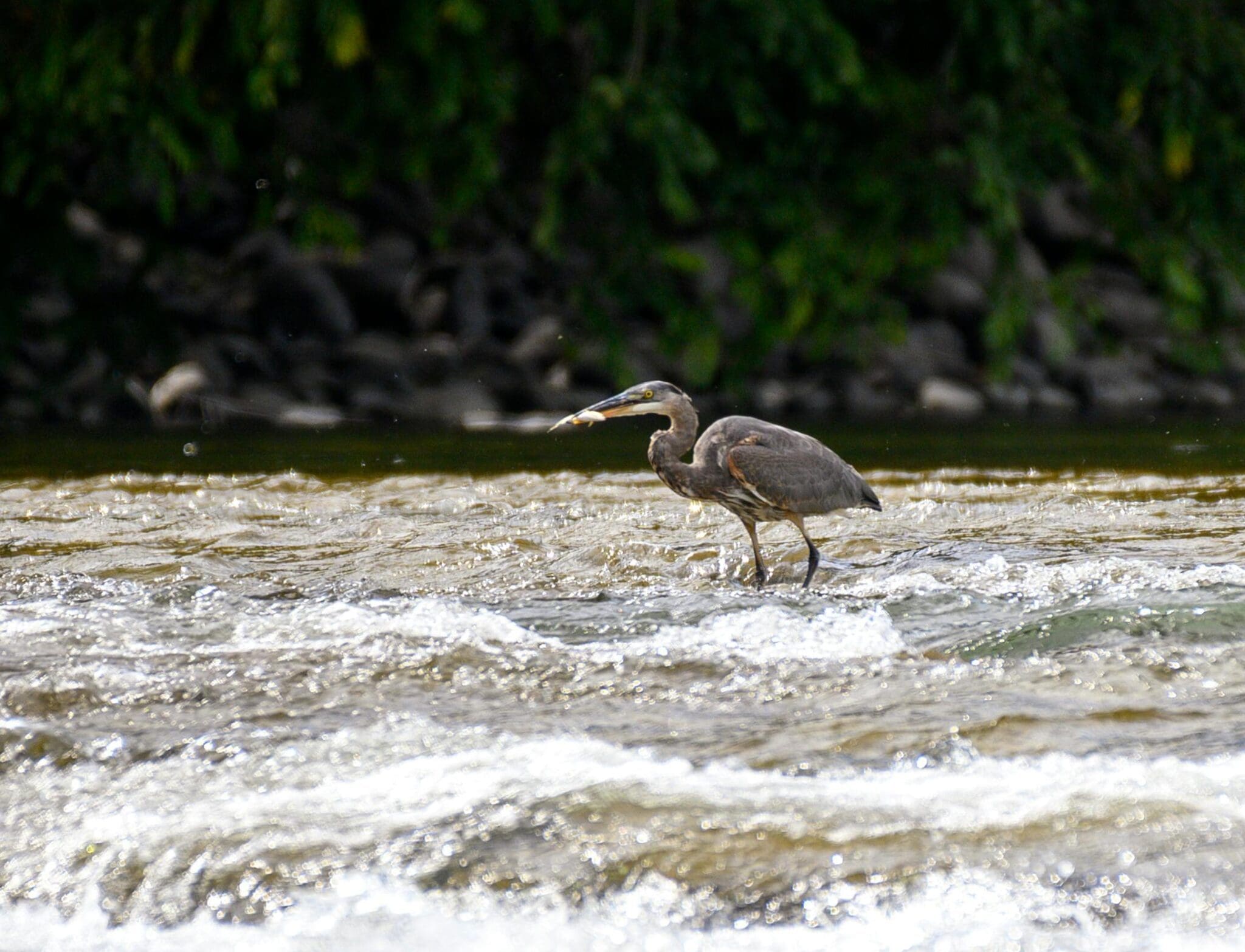Fish swim up river NOAA dam removal project