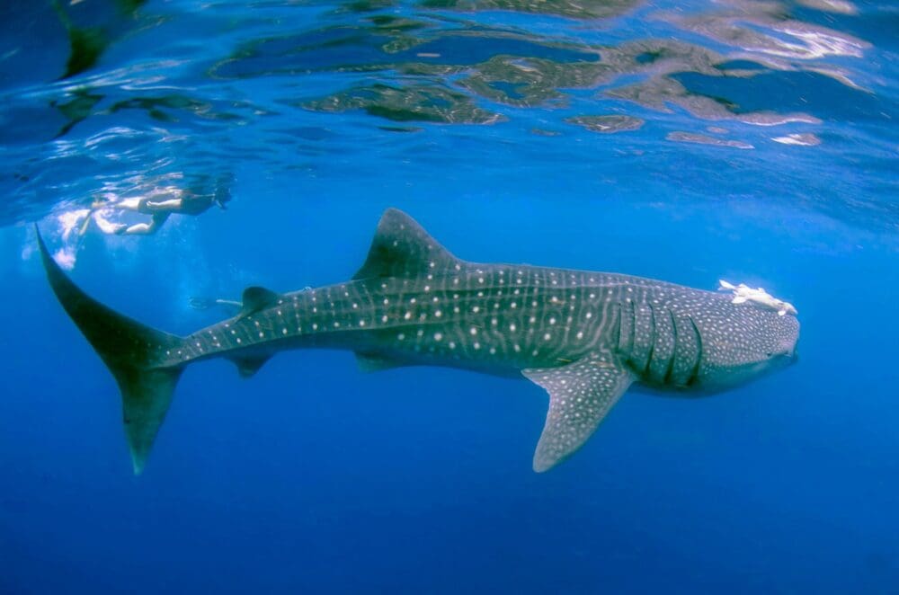 image of a whale shark by leonardo lamas