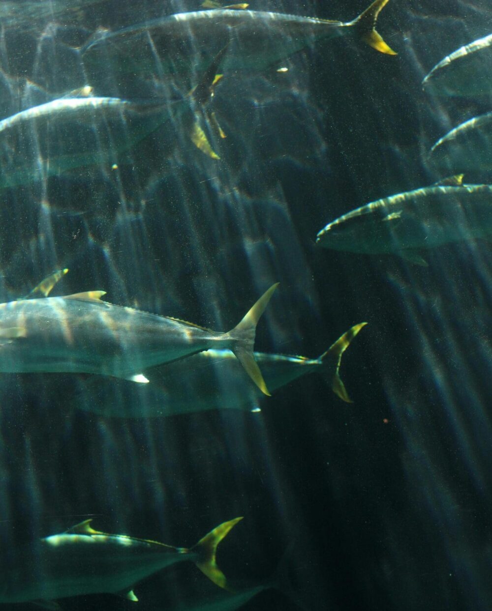 pexels-tinysootsprite-7863403 tuna swimming