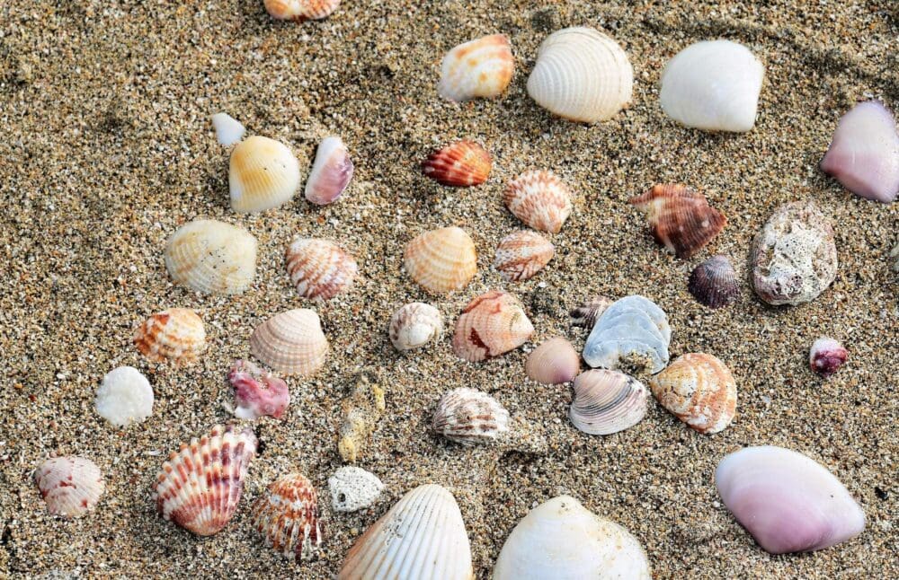 pexels-jeffrey-eisen-1257101-16037117 seashells