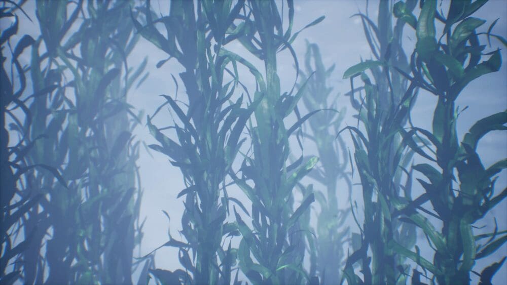 underwater-grass-forest-of-seaweed-SBI-351596679 Seaweed forest