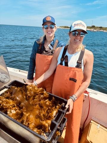 cold current kelp Cold Current Kelp