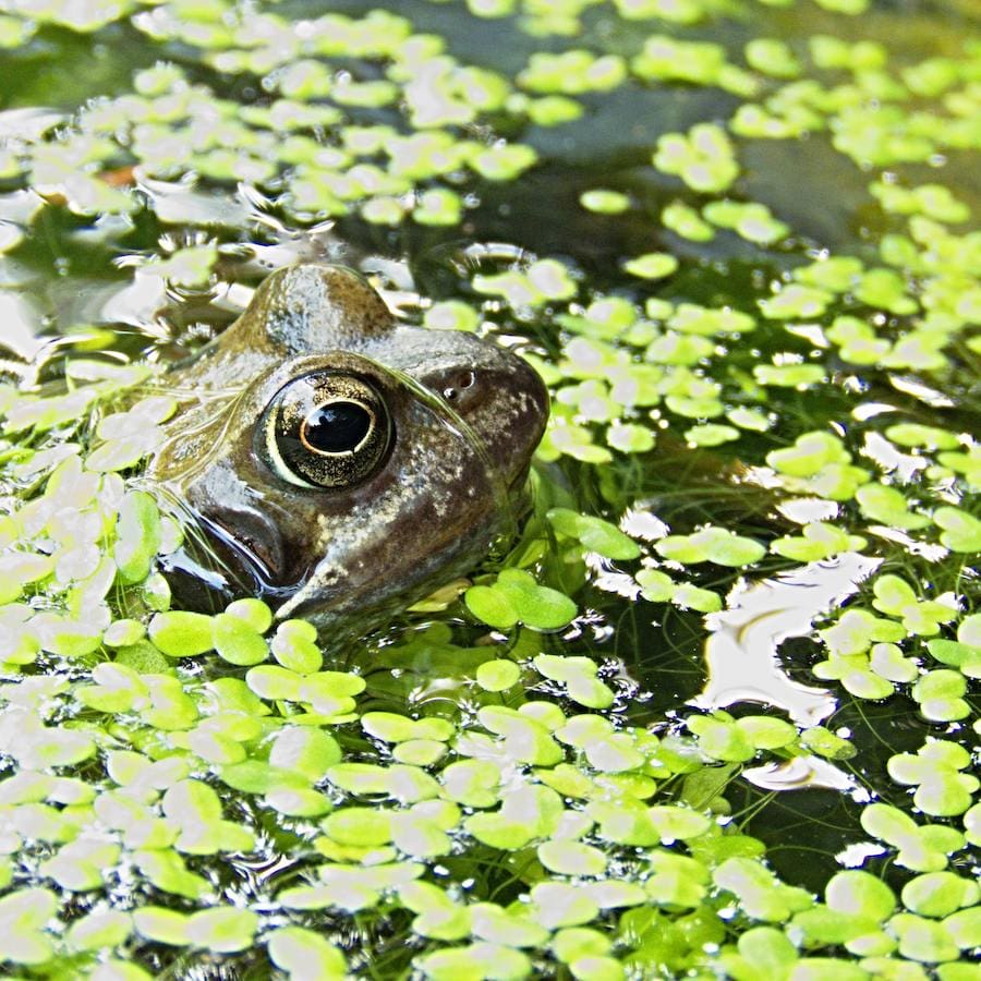Frog in duck weed