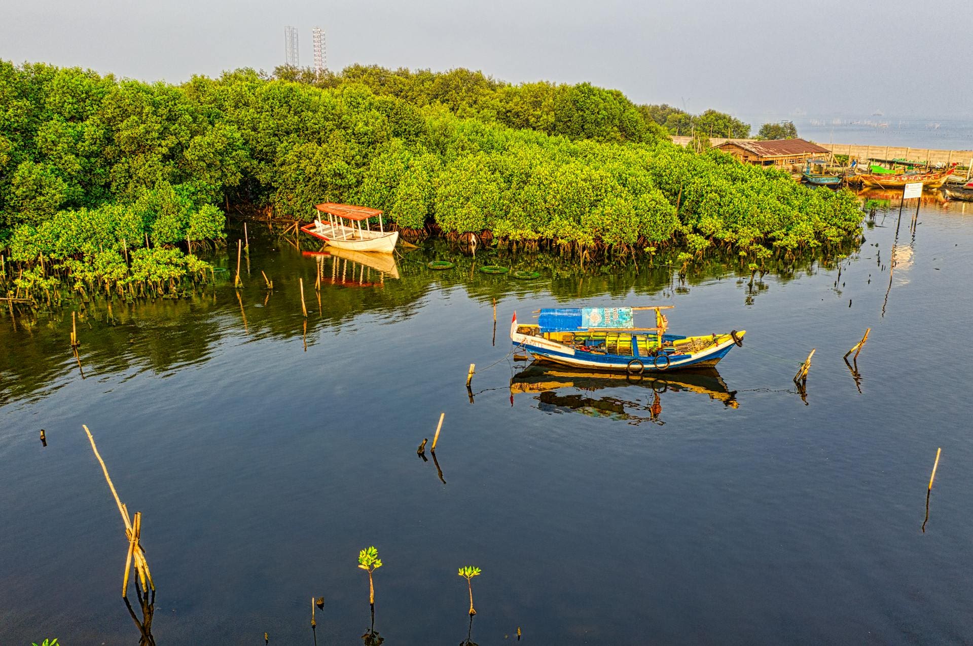Indonesia mangroves