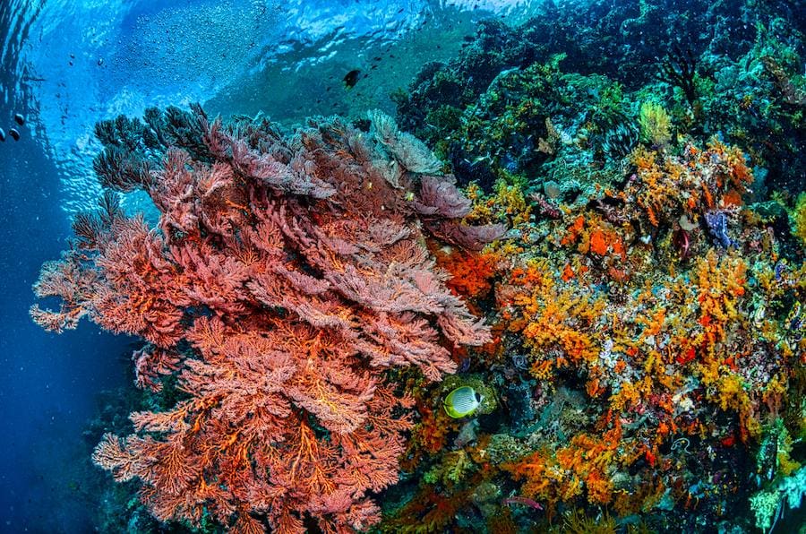 Indonesia coral reef