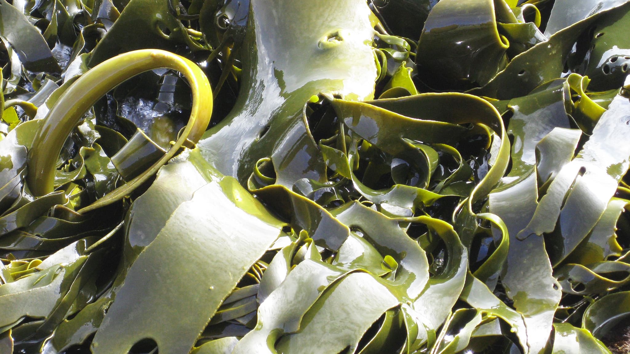 post-seaweed-diet-image Seaweed