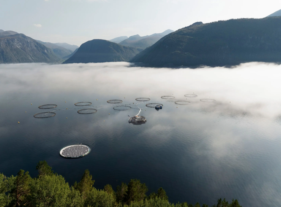 Screen Shot 2025-02-27 at 5.14.52 PM Emilsen Fisk Alotta