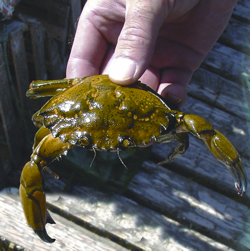 green-crab-1 European Green Crab Invasive Species