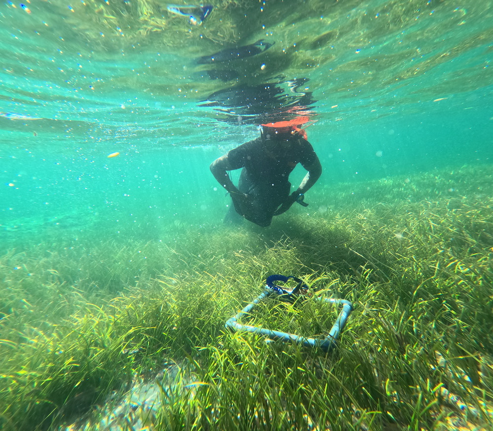 LaSMMI Seagrass Researcher LaSMMI Seagrass Researcher