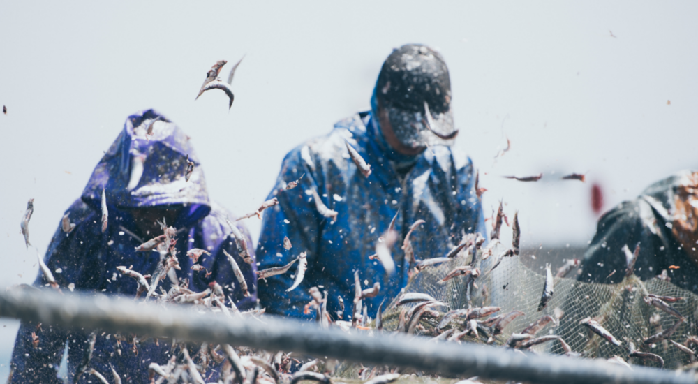 Screen Shot 2025-03-26 at 11.52.19 AM Turning Blue