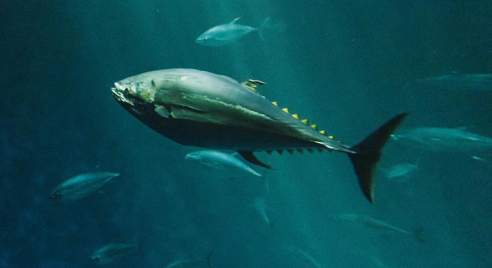 Tuna