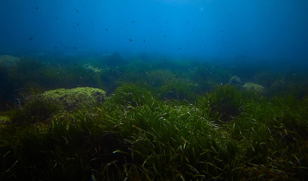 pexels-kevcharp-8012452 (1) Seagrass