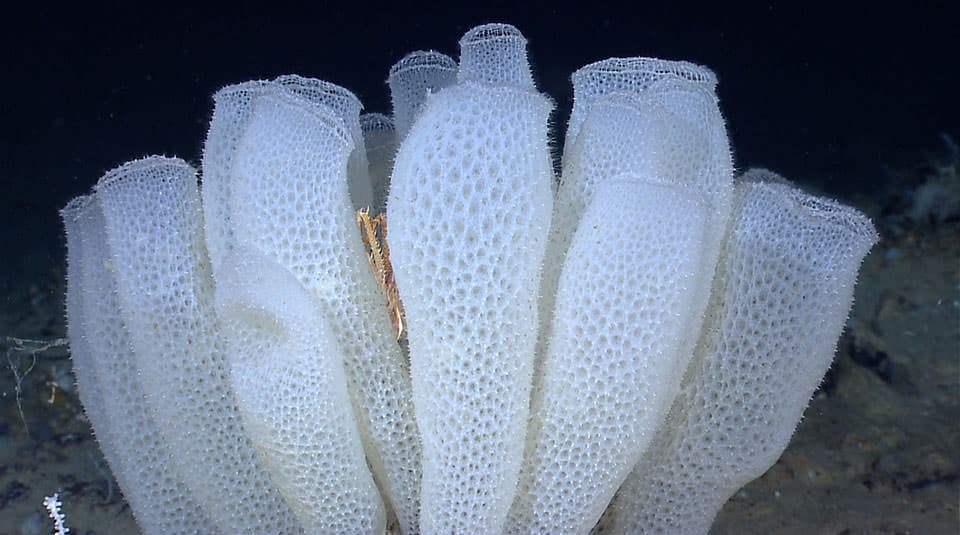 glass-sponge Glass sponge NOAA