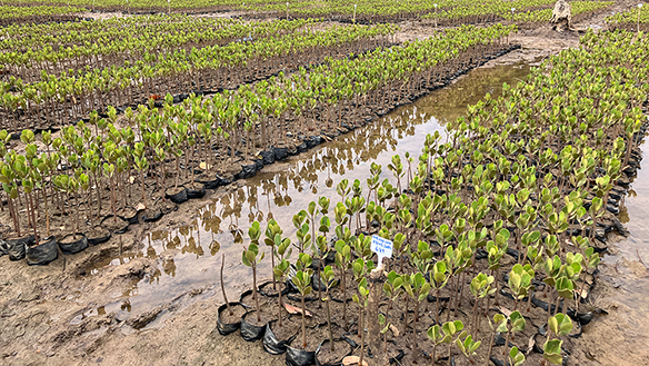 Mangrove Project Madagascar Sumitomo