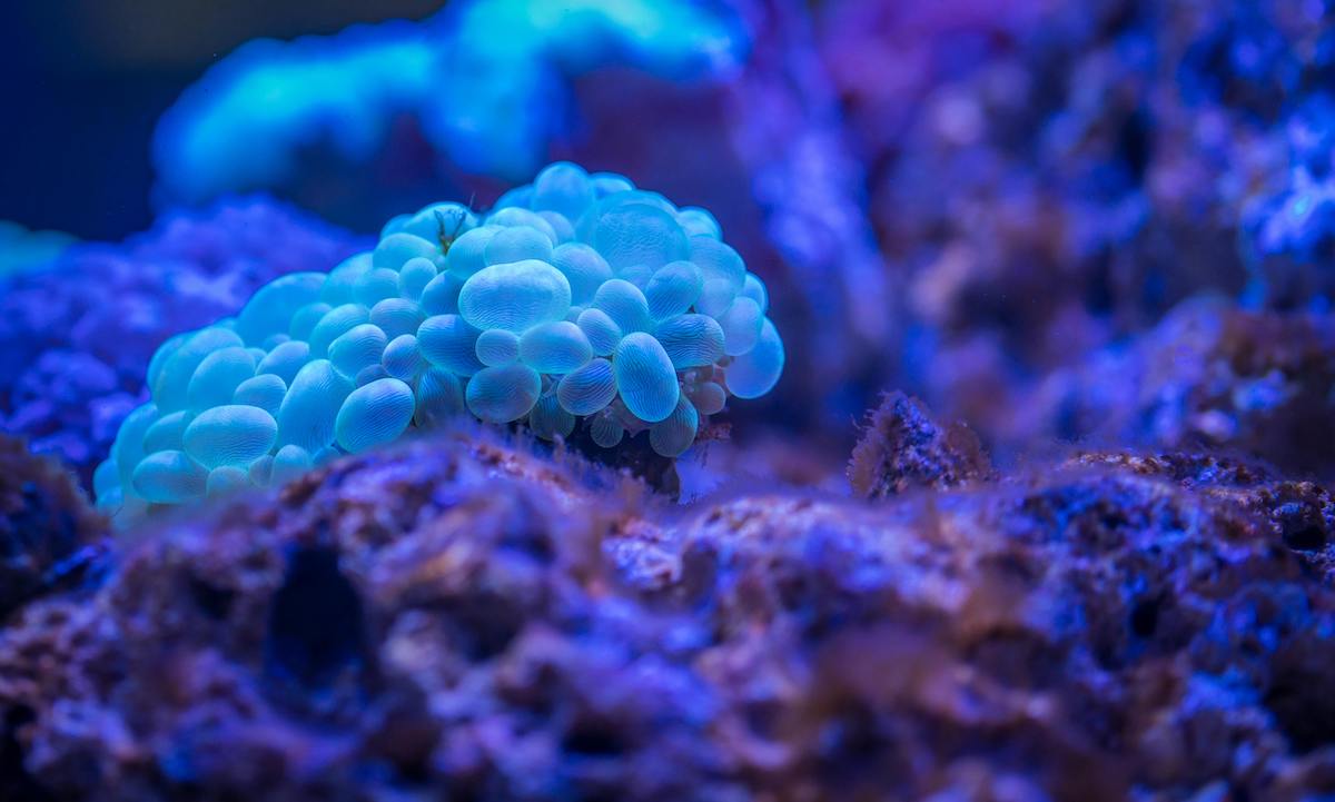 pexels-ekamelev-920157 2 bubble coral