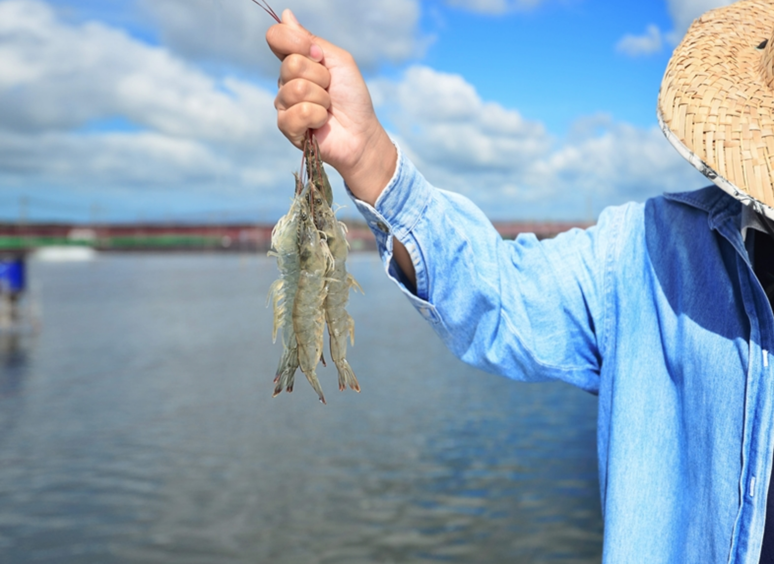 Screen Shot 2025-05-08 at 8.59.02 AM Thai shrimp