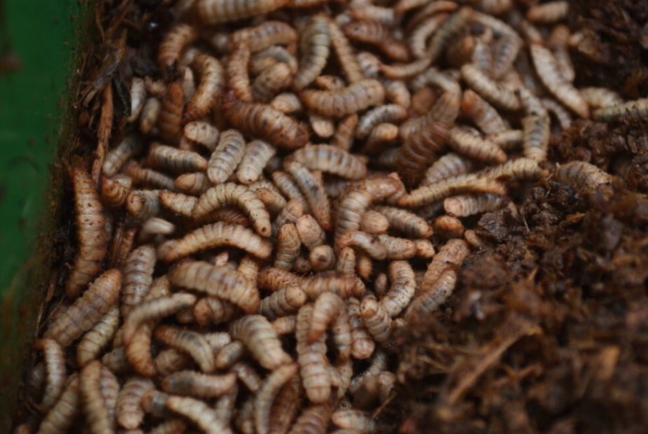 Screen Shot 2025-05-12 at 9.10.24 AM Ethnos larvae