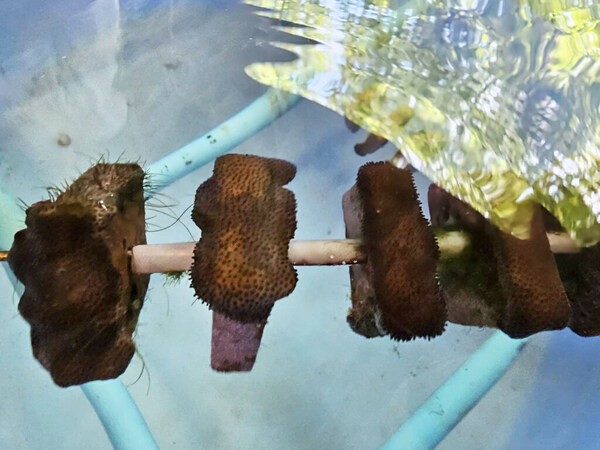 global warming resistant coral