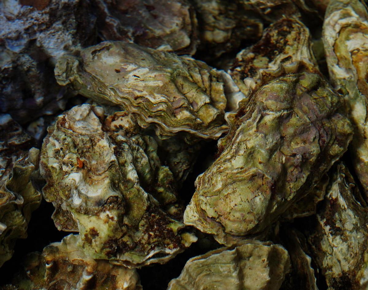 pexels-nadin-sh-78971847-19205258 2 oyster reef