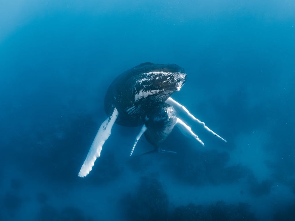 9d903ea0-c73d-421d-81be-6429da00315a Whales in ocean