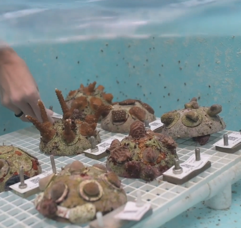 Screen Shot 2025-06-10 at 10.52.01 AM Coral Vita