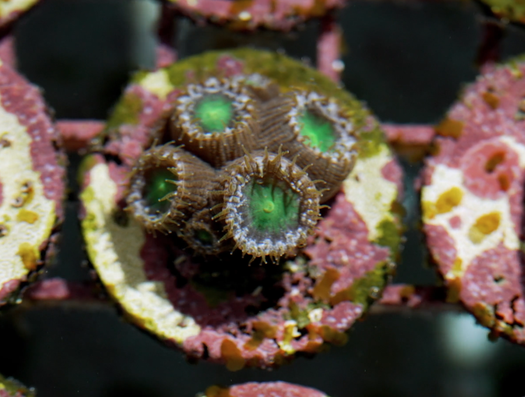 Screen Shot 2025-06-10 at 4.13.08 PM Jordan Voyacy coral