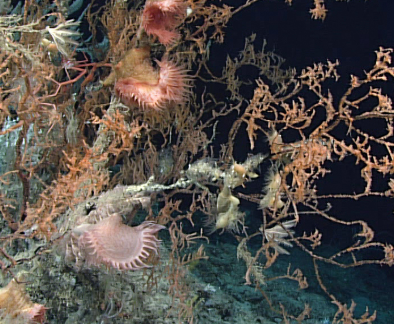 Screen Shot 2025-06-11 at 5.41.41 PM