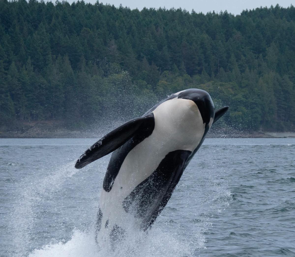 pexels-adam-ernster-53443017-7767974 2 Killer whale