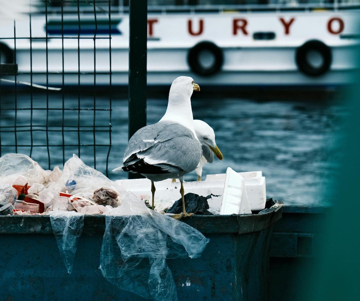 pexels-yasar-baskurt-706180077-32631675 2 coast plastic bag trash