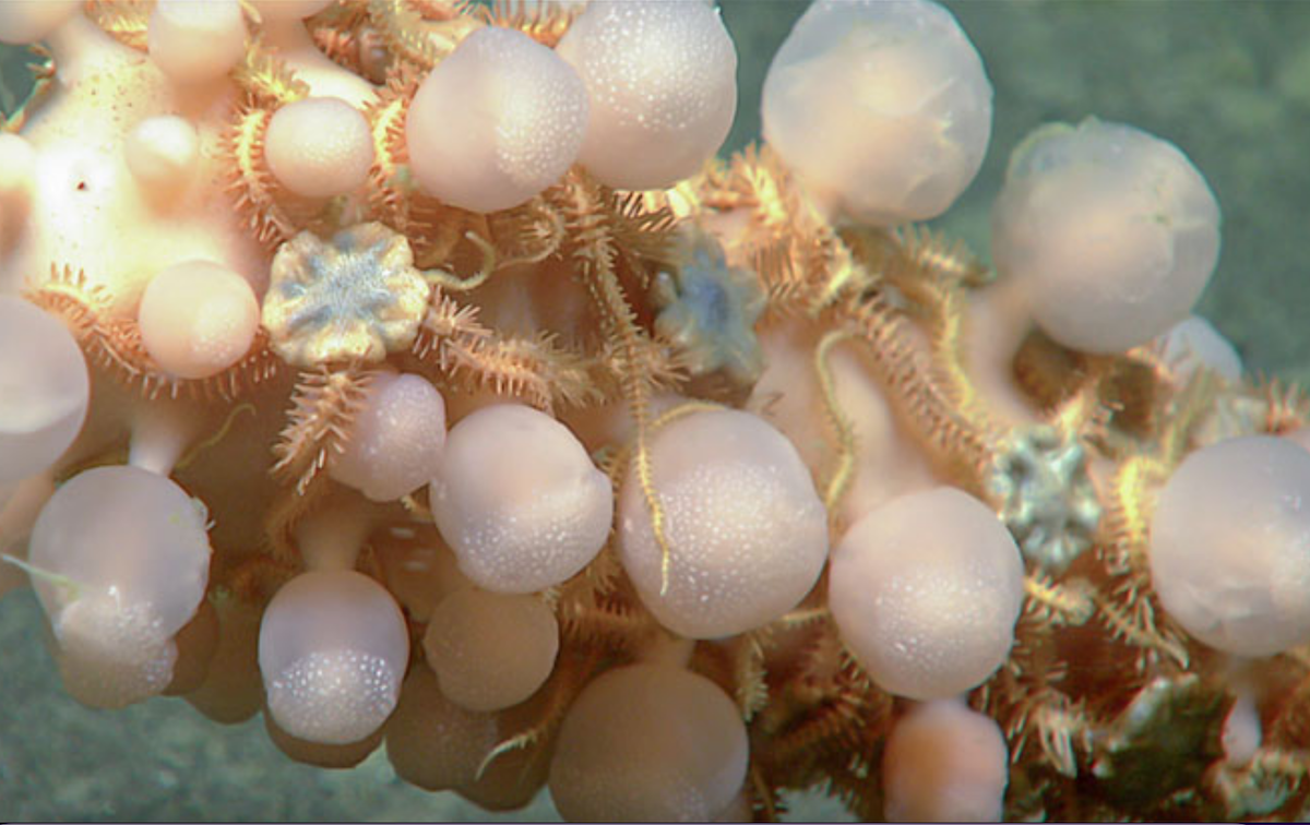 Screen Shot 2025-07-22 at 9.06.15 AM 2 deep sea ping pong sponge