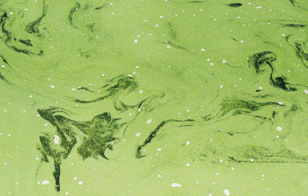 pexels-75705723-9937659 (1) Algal bloom