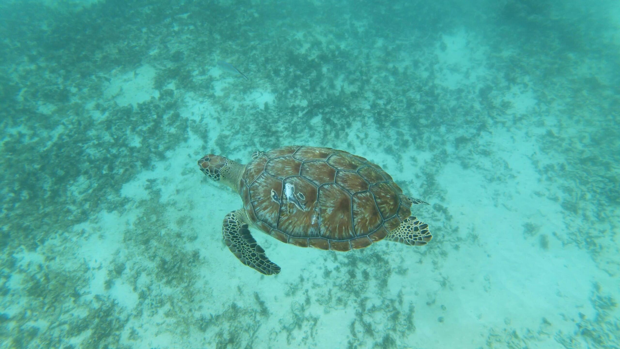 pexels-damian-coco-240569744-12281768 turtle baja mexico