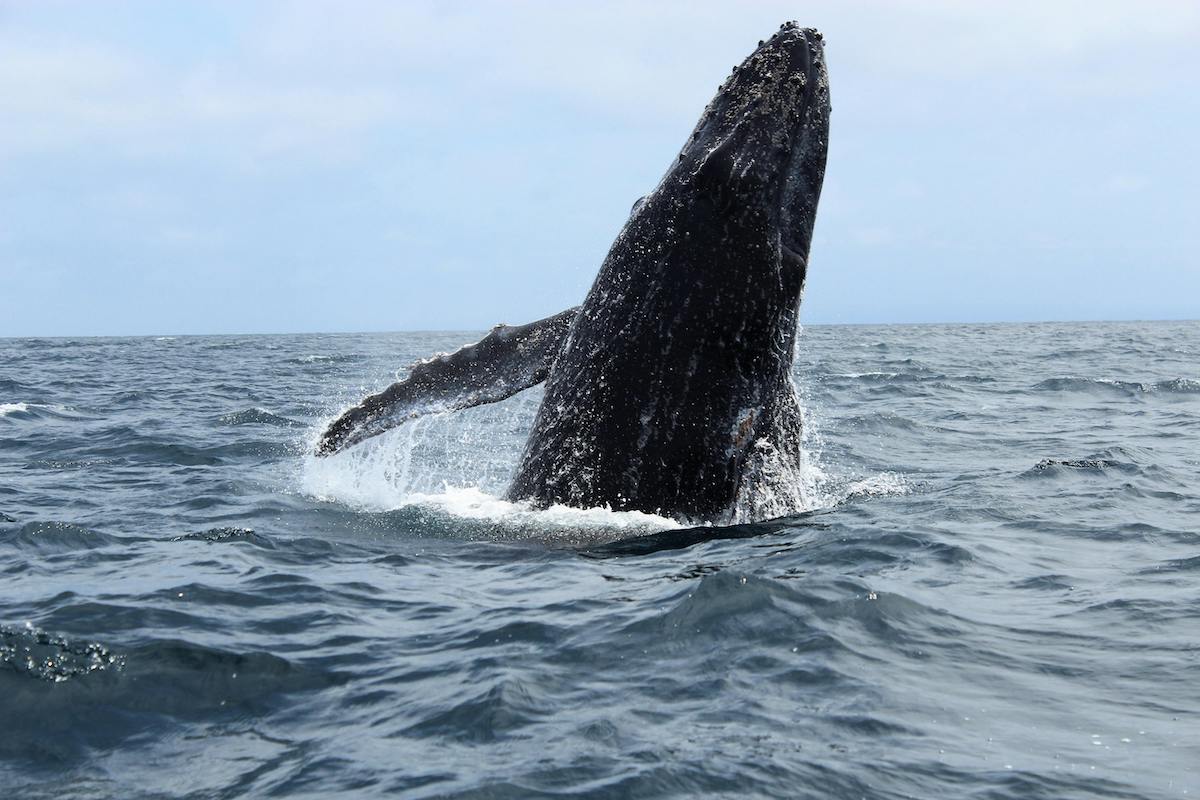 pexels-kristina-schultheiss-268385085-12774077 2 Humpback whale in Ecuador