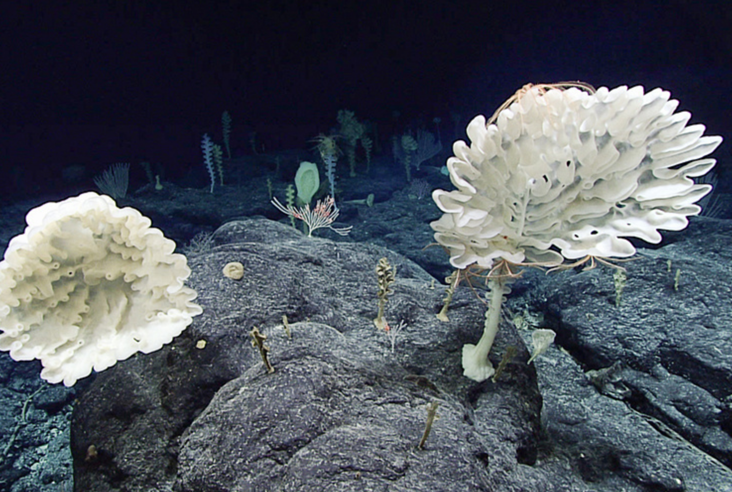 Screen Shot 2025-08-12 at 10.27.18 AM Glass sponges in Pacific Islands Heritage Marine National Monument