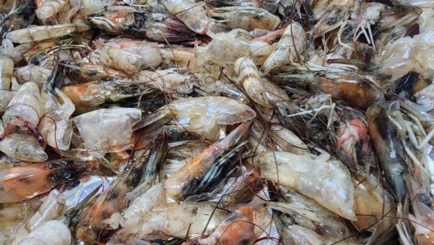 shrimp waste