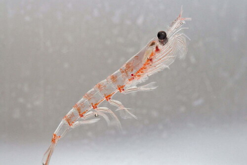 Antarctic-krill