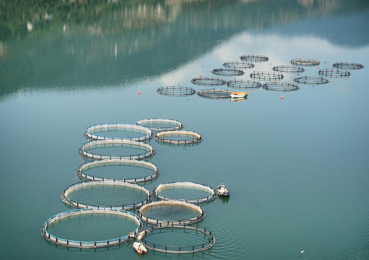 Fish farm