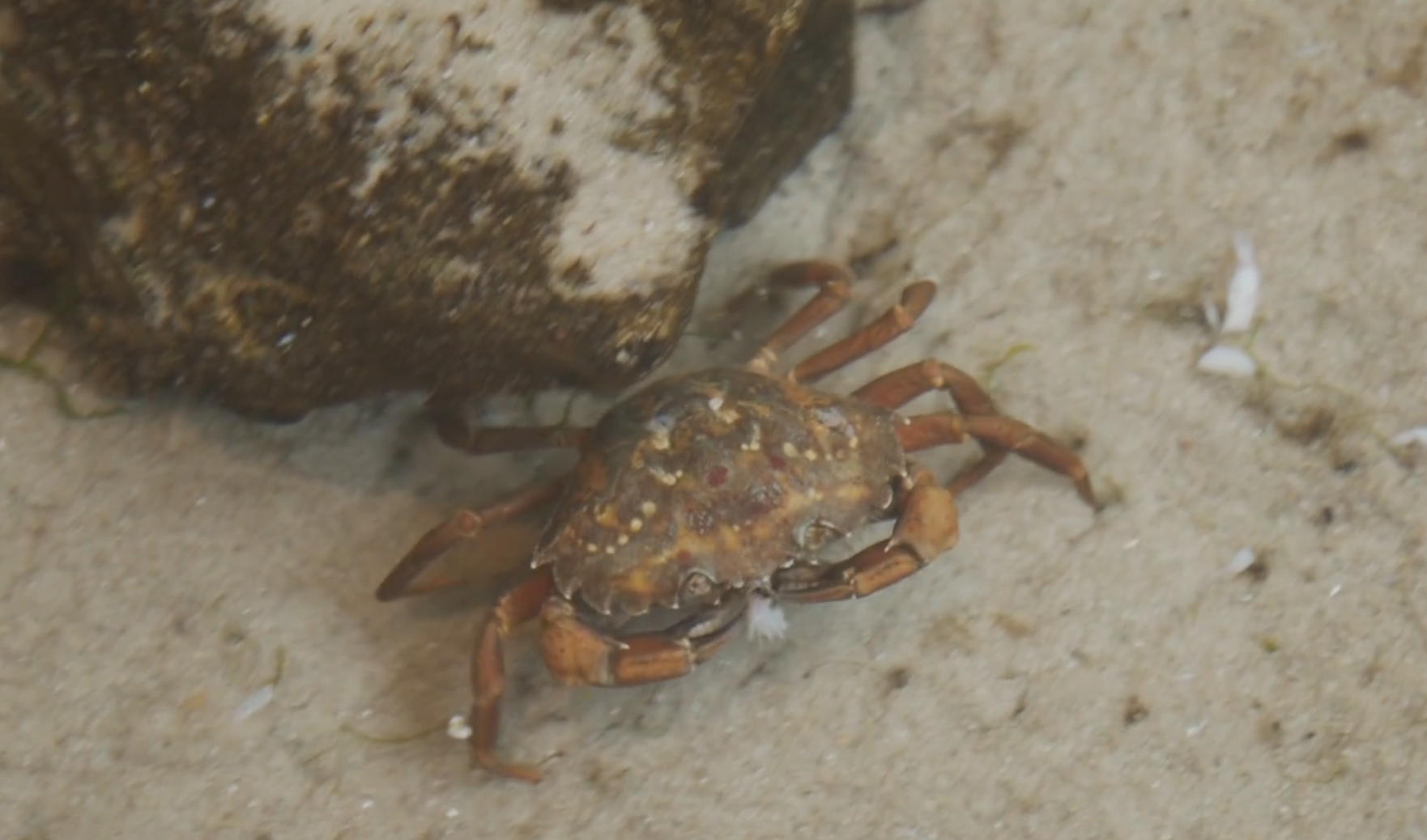 Screen Shot 2025-09-15 at 60924 PM Shore crab