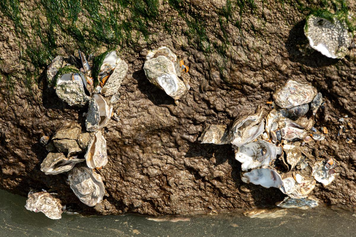 pexels-toon-machiels-1654113-11567733 2 Oysters growing on a rock