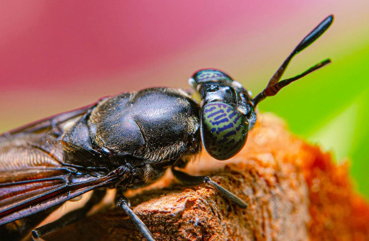 pexels-zacks1981-14591396 2 Black Soldier Fly