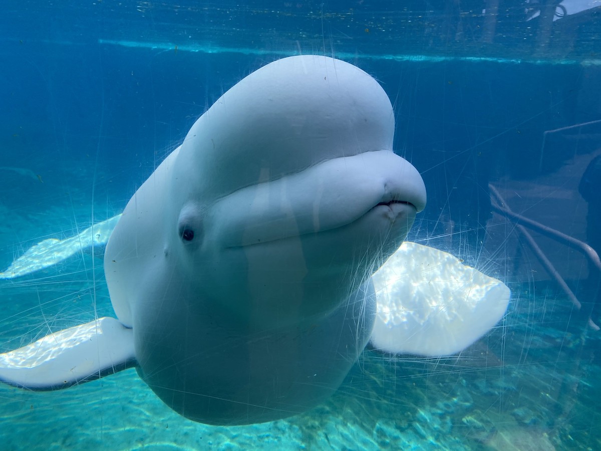 Beluga whale