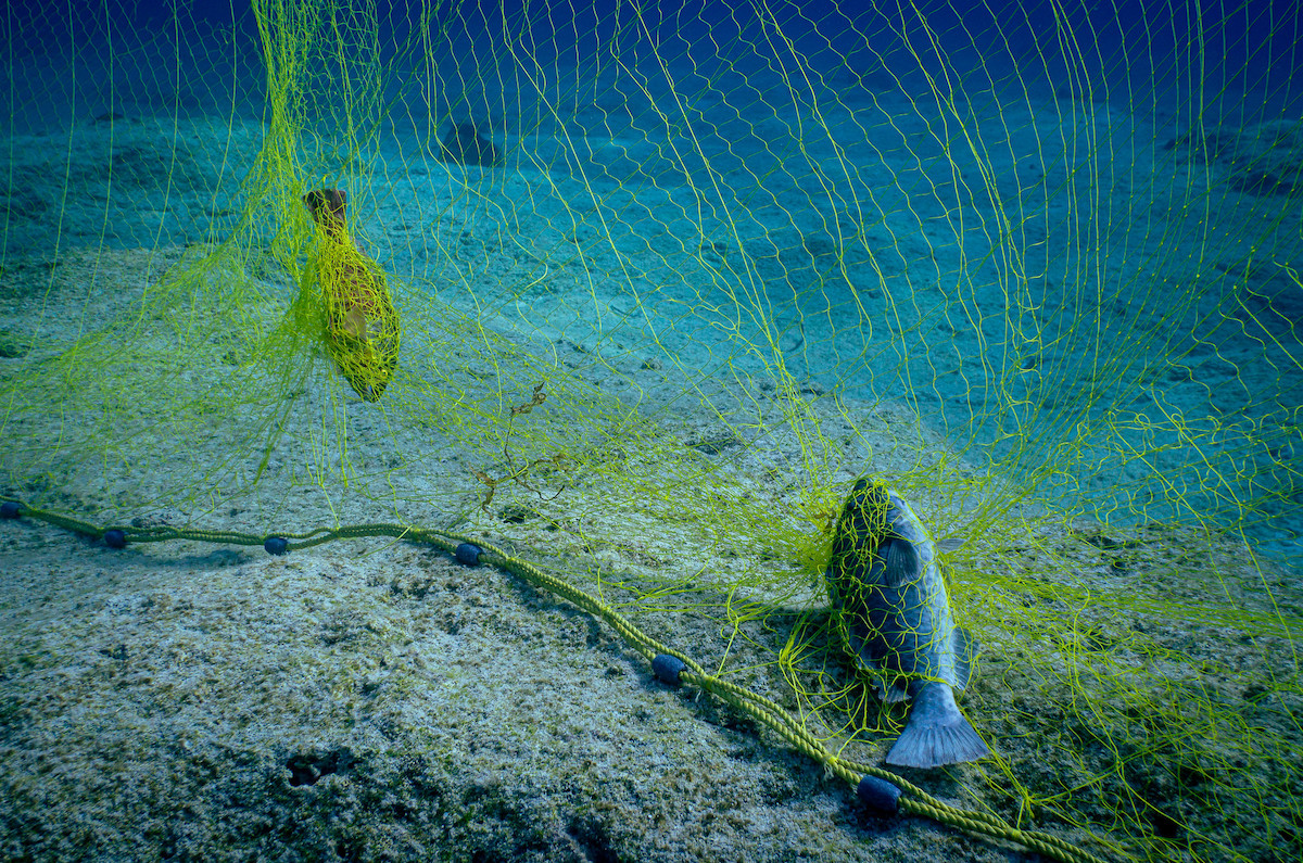 53115723887_bb387d9316_k 2 Gillnet