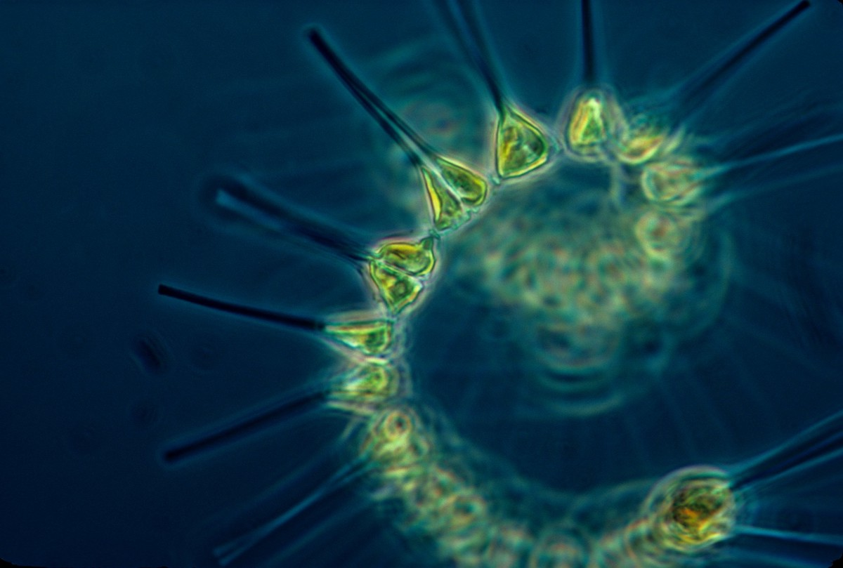 9787178153_4772af718f_k Phytoplankton