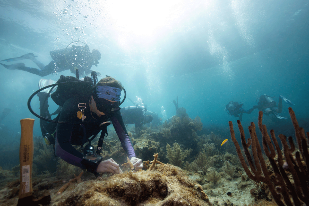 Screen Shot 2025-10-02 at 40733 PM 2 A dive team works to rehome corals on a reef in the Florida Keys