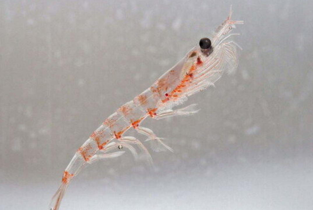 Screen Shot 2025-10-08 at 95156 AM 2 krill